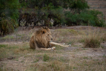 Lion having a rest