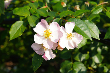 Fototapeta premium Rosa groundcover sweet haze shrub with pink flowers