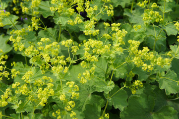 Alchemilla mollis or garden lady's-mantle green plant background with yellow flowers