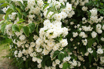 Srub of philadelphus coronarius sweet mock-orange blossoming white flowers