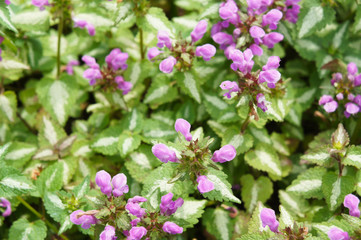 Fototapeta premium Spotted dead-nettle or pink pewter lamium maculatum green plant with pink flowers