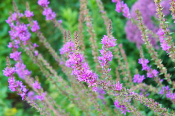 Swirl lythrum salicaria purple loosestrife flowers