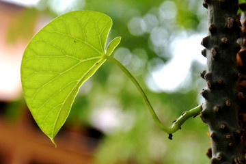 Heart-leaved moonseed (Tinospora crispa), (Tinospora cordifolia) isolated on a blurred background, have a medicine properties