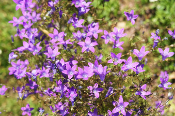 Obraz premium Campanula patula or spreading bellflower violet flowers in garden