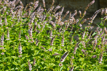 Mentha piperita or peppermint or hybrid mint green plant with purple flowers in garden