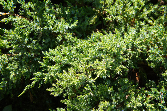 Juniperus squamata holger flaky juniper green plant