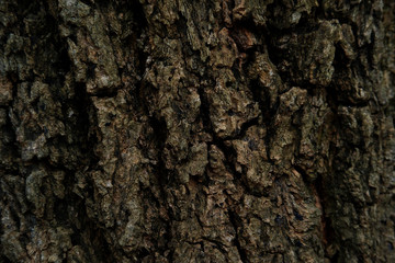 bark of a tree texture