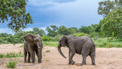 Interaction between two African elephants confronting each other in a dry river bed image in horizontal format