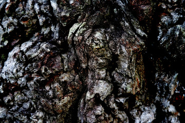 bark of a tree texture