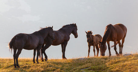 Wild horses roaming free in the mountains, under warm evening light