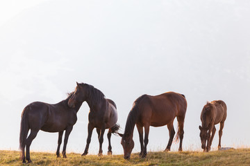 Obraz premium Wild horses roaming free in the mountains, under warm evening light