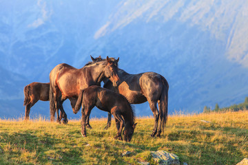 Obraz premium Wild horses roaming free in the mountains, under warm evening light