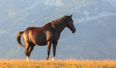 Wild horses roaming free in the mountains, under warm evening light