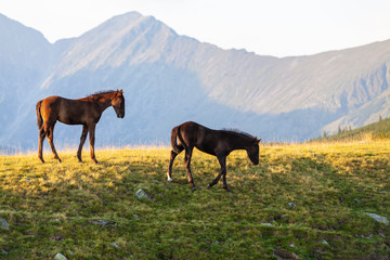 Wild horses roaming free in the mountains, under warm evening light