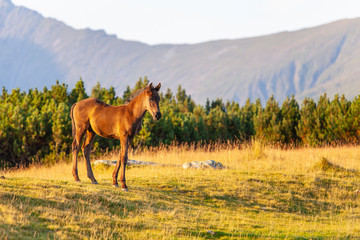 Wild horses roaming free in the mountains, under warm evening light