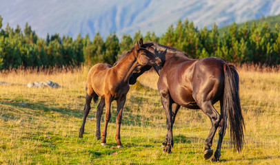 Obraz na płótnie Canvas Wild horses roaming free in the mountains, under warm evening light