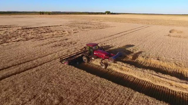 Magnificent aerial drone shot of huge modern new industrial combiner truck machine harvesting crops on sunset wheat farm