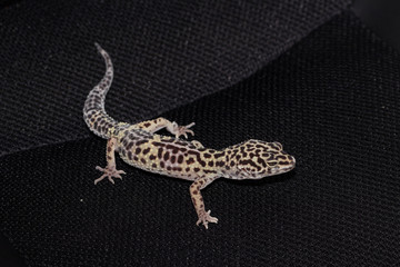 Fototapeta na wymiar Female gecko eublefara leopard color on a black background