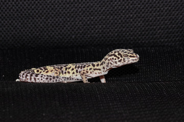 Female gecko eublefara leopard color with the remains of the ski