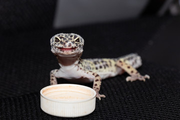 Female gecko eublefara leopard color with the remains of the ski