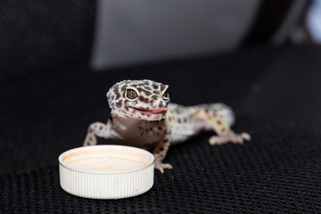 Female gecko eublefara leopard color with the remains of the ski