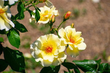 中之島公園の黄色い薔薇（金蓮歩）