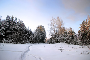 Winter landscape. Clearly visible winding path trodden in the snow, goes deep into the thicket. Slightly pinkish snow and colorful sky.