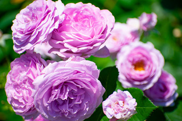 中之島公園の紫の薔薇（しのぶれど）