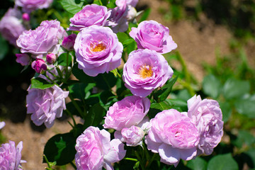 中之島公園の紫の薔薇（しのぶれど）