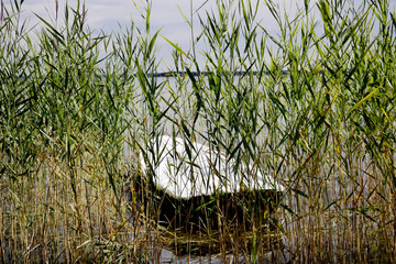 View of the boat in the bushes on the lake.