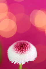 Spring flowers. White chrysanthemum flower close-up on a fuchsia  background with golden shining bokeh.Flower card 