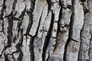 Tree bark texture background. Nature plant.