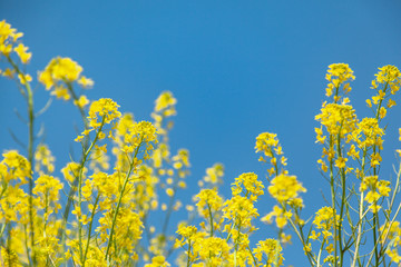 菜の花と青空