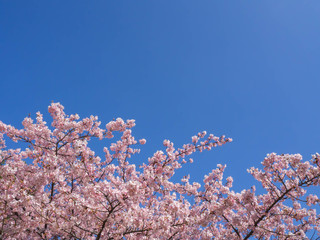 青い空に美しく映える満開の河津桜