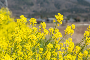 Obraz premium 菜の花と青空