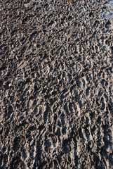Traces of sheep and goats on the lake.