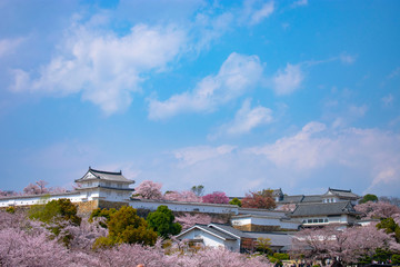 桜の姫路城