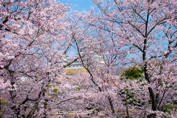 桜の姫路城
