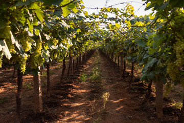Fototapeta na wymiar Green grapes in a vineyard in India