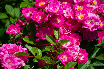 中之島公園のピンクの薔薇（オルレアン ローズ）