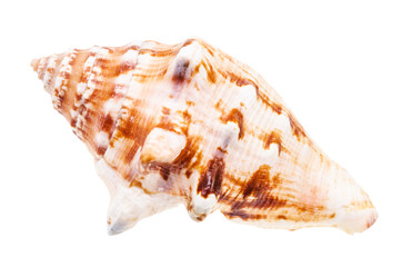 shell of sea mollusk isolated on white