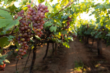 Red globe grapes in a vineyard in India