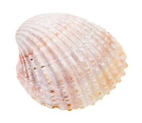pink shell of cockle isolated on white