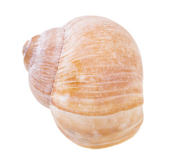 front view of shell of land snail isolated