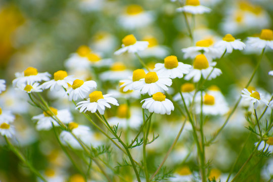 カモミール Images Browse 7 317 Stock Photos Vectors And Video Adobe Stock