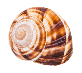 shell of burgundy snail isolated on white