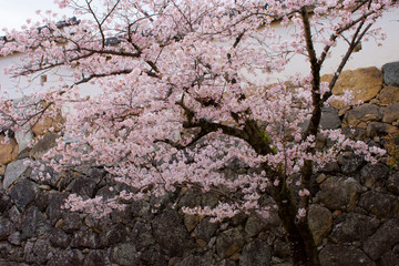 桜の姫路城