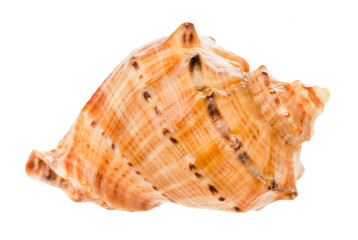 conch of rapana isolated on white
