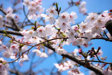 桜　ソメイヨシノ