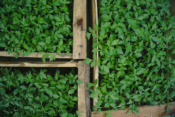 The process of nursery tomatoes in a wooden box before being transferred to the plantation